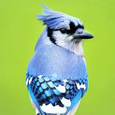 Blue jay with vivid blue feathers