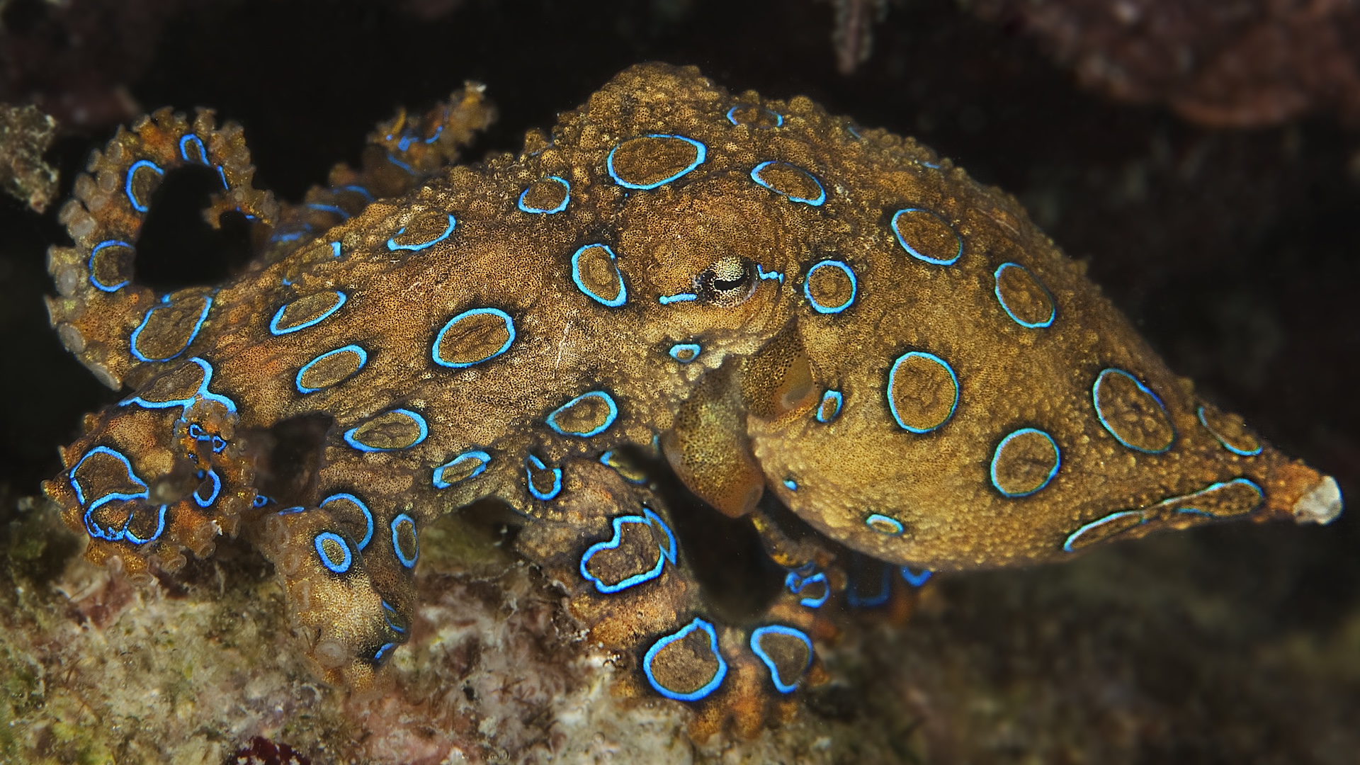 Blue-ringed octopus displaying vivid blue rings