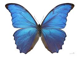 Morpho butterfly with iridescent blue wings