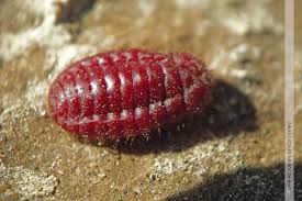 Cochineal insects